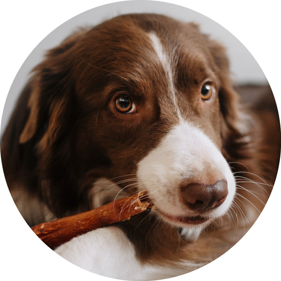 dog laying down with treat